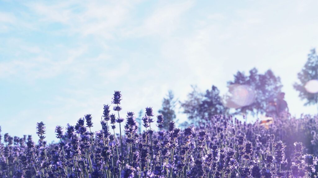 ラベンダー畑