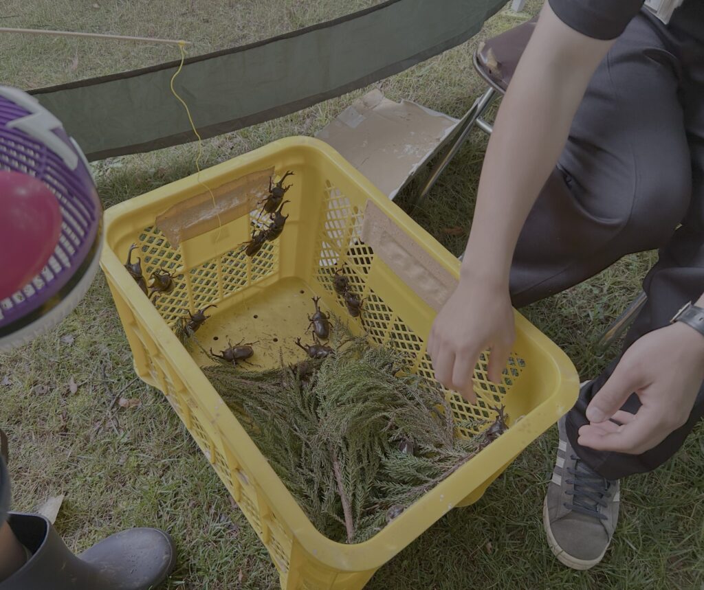 かぶとむし一本釣り